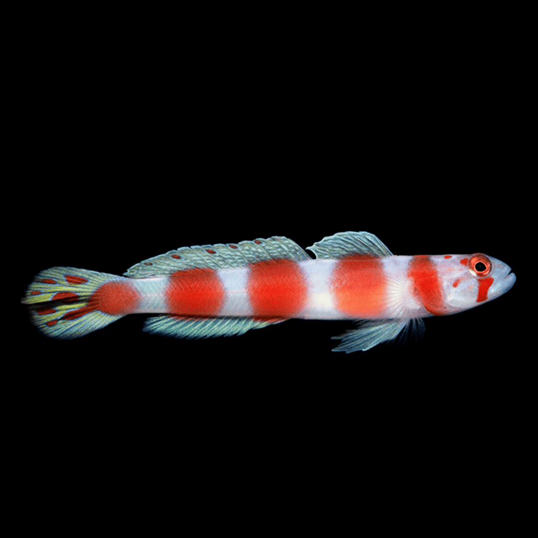 Amblygibius Sunburst Aurora - Aurora Goby