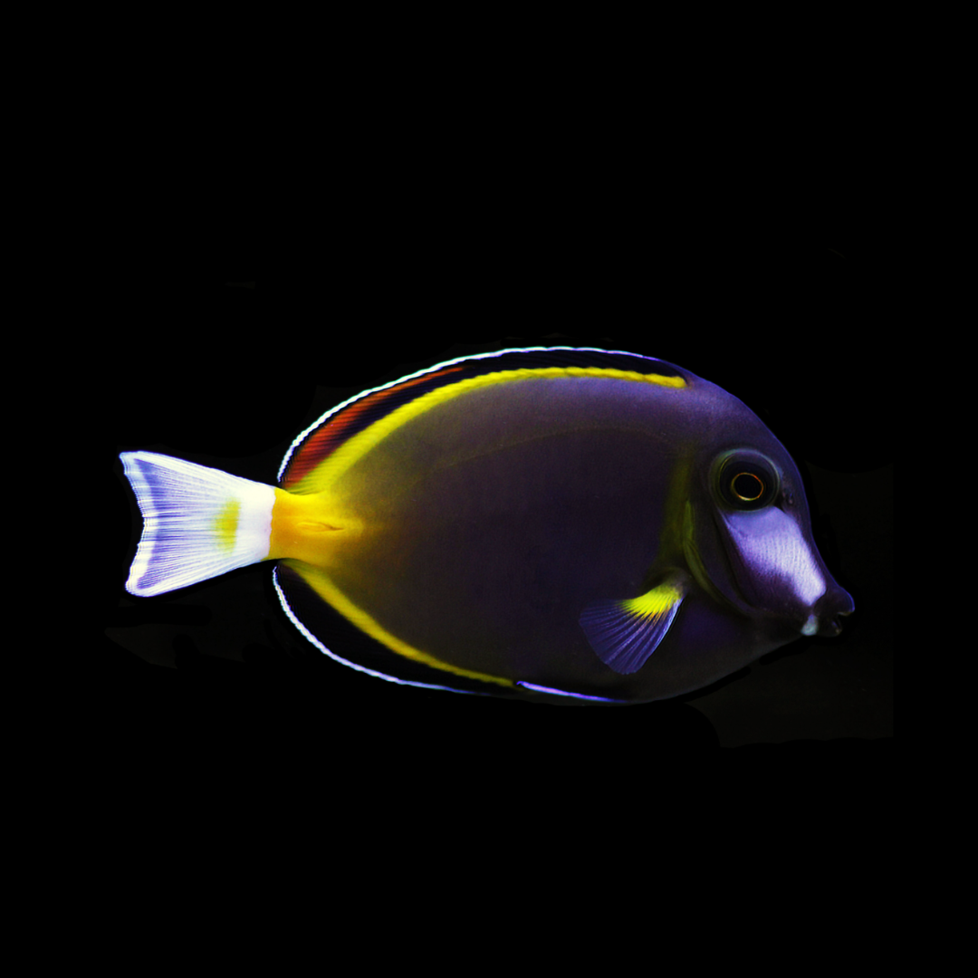 Acanthurus Japonicus - Powder Brown Tang