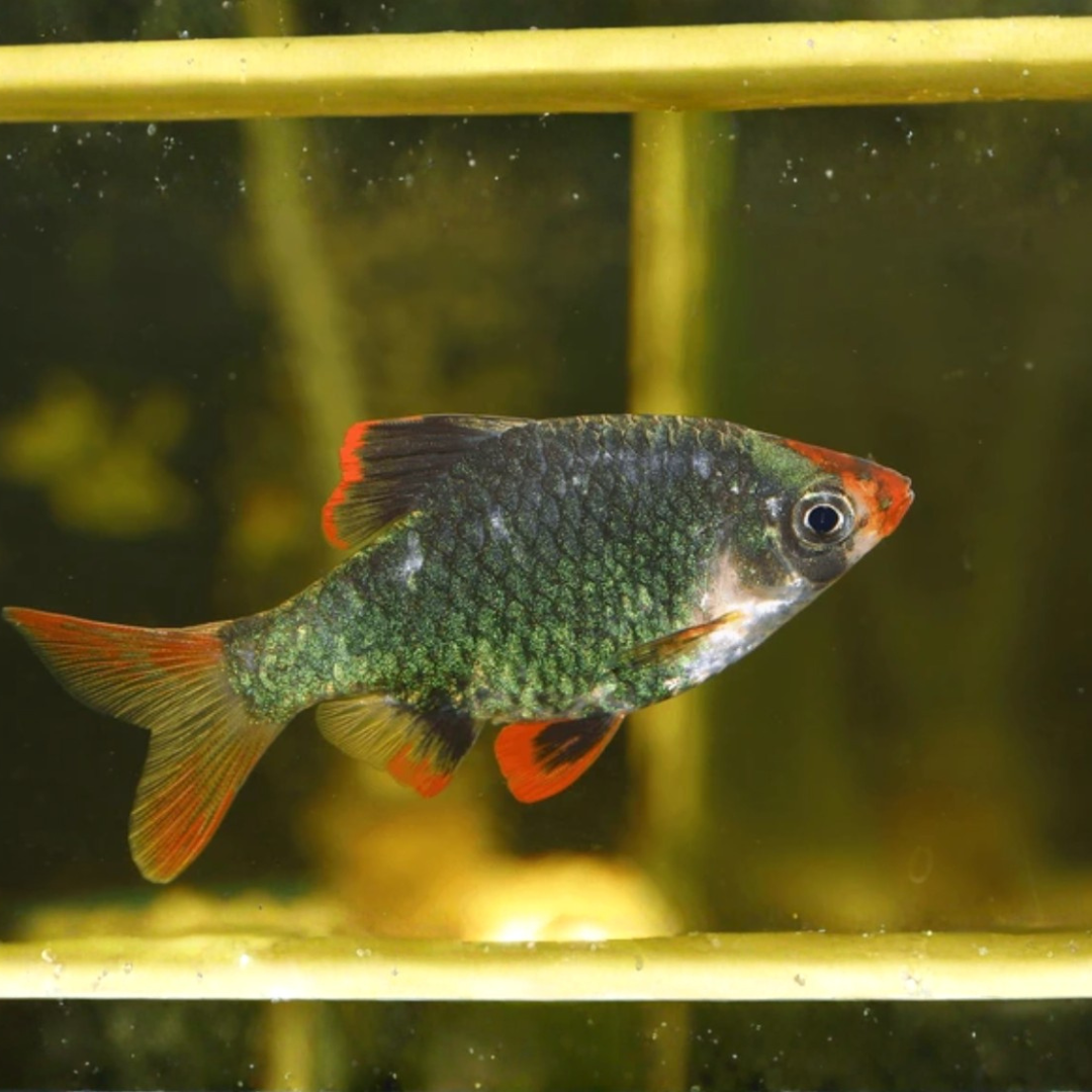 Capoeta Tetrazona - Green Tiger Barb