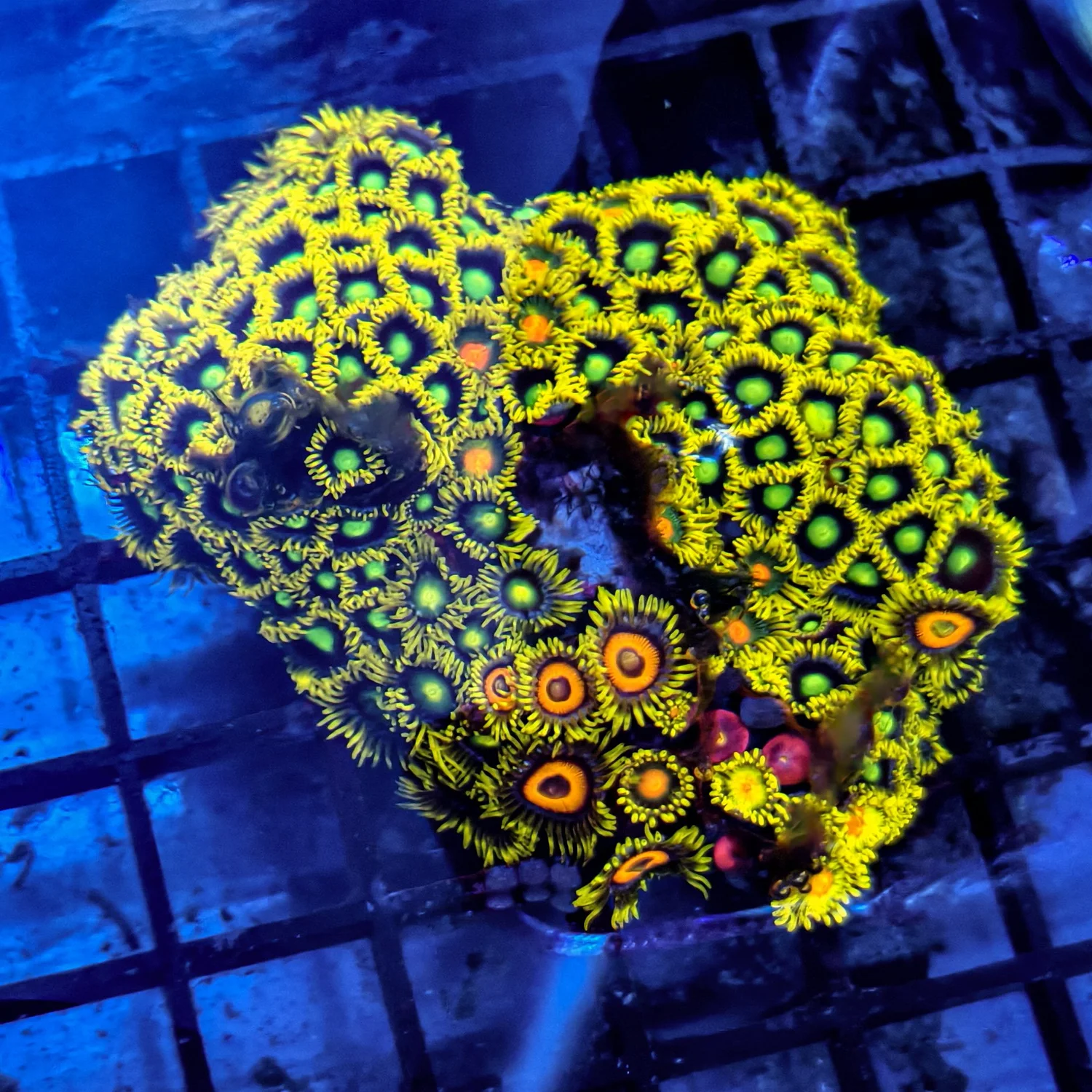 Corals and invertebrates