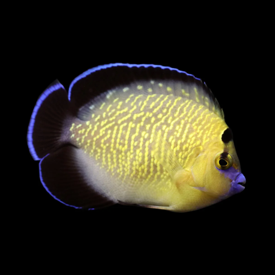 Apolemichthys Xanthopunctatus - Goldflake Angel