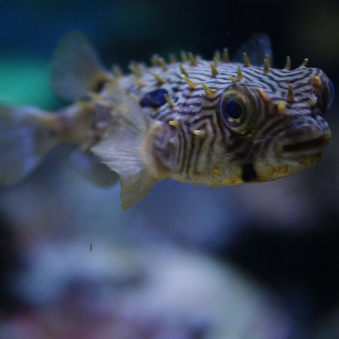 Chilomycterus Sp. - Spiny Box Fish.png