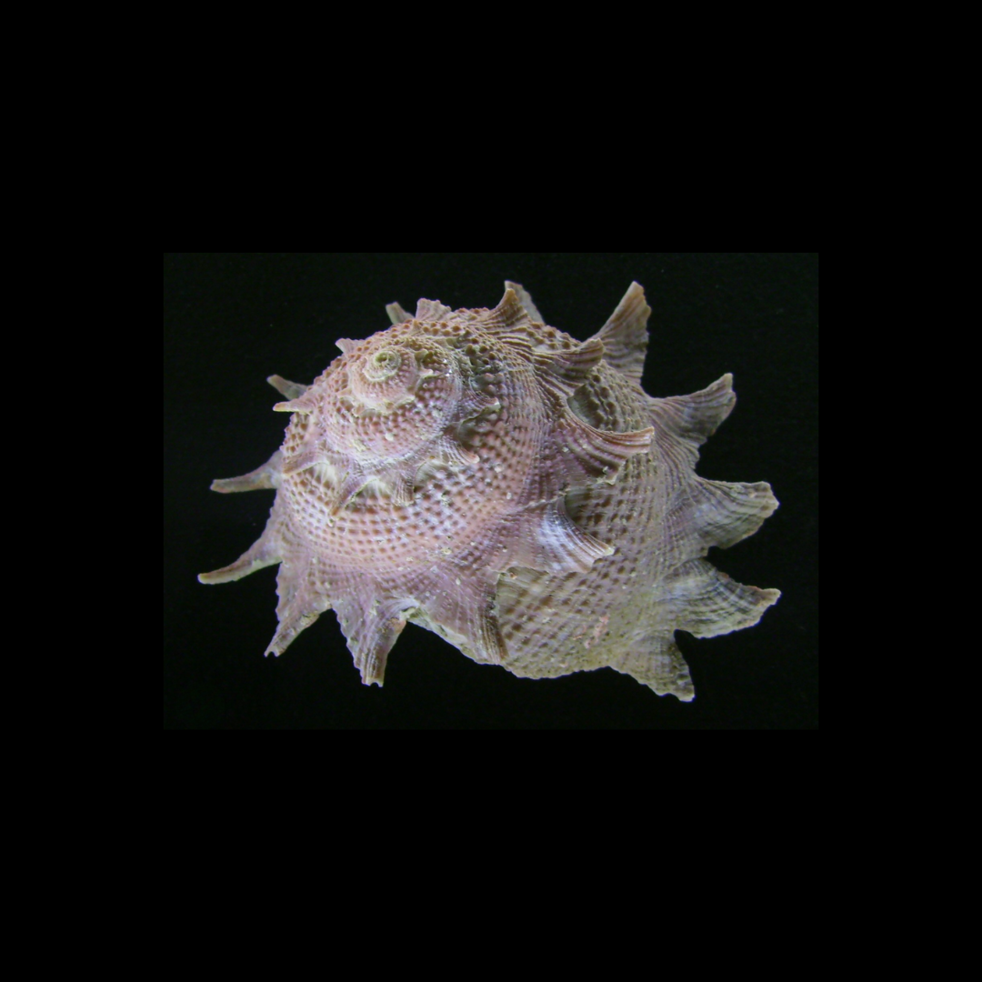 Astraea sp. - Astrea Snail