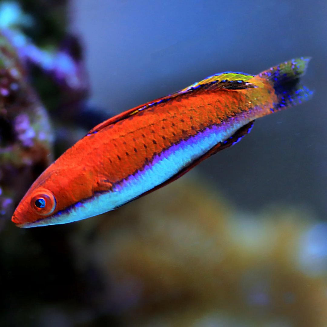 Cirrhilabrus Rubripinnis - Red Fin Fairy Wrasse
