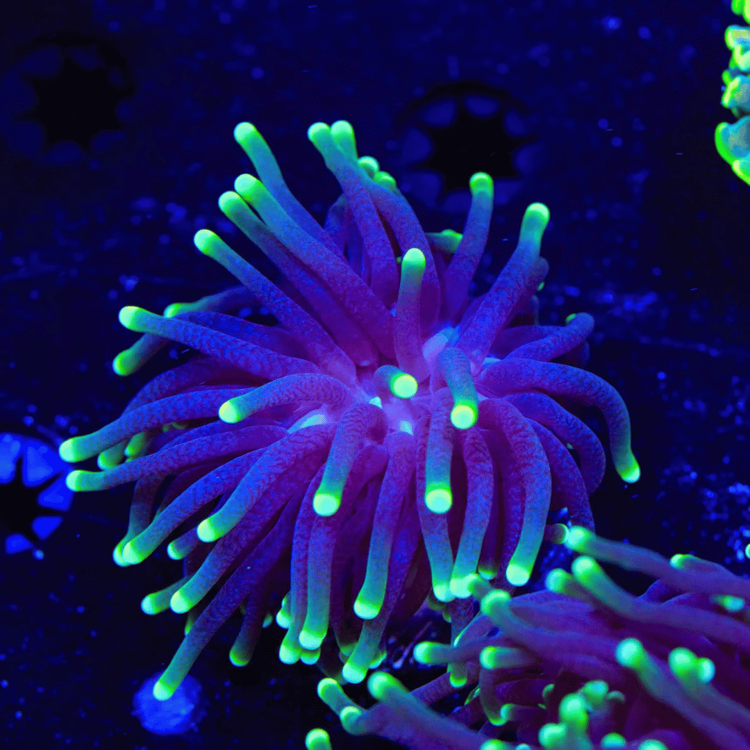 Euphyllia Glabrescens sp. - Malaysian Joker Torch