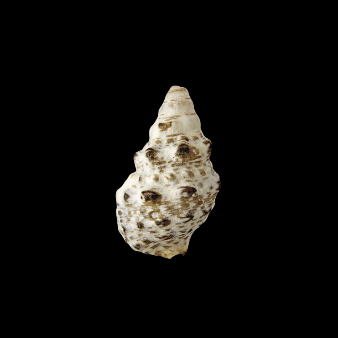 Cerithium Caeruleum - Cerith Snail.png
