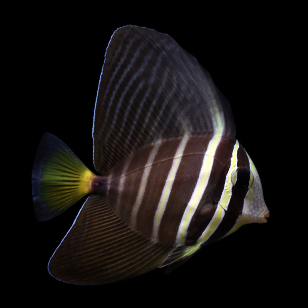 Zebrasoma Veliferum - Pacific Sailfin Tang