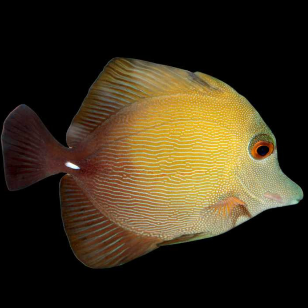 Zebrasoma Scopas - Brown Scopas Tang