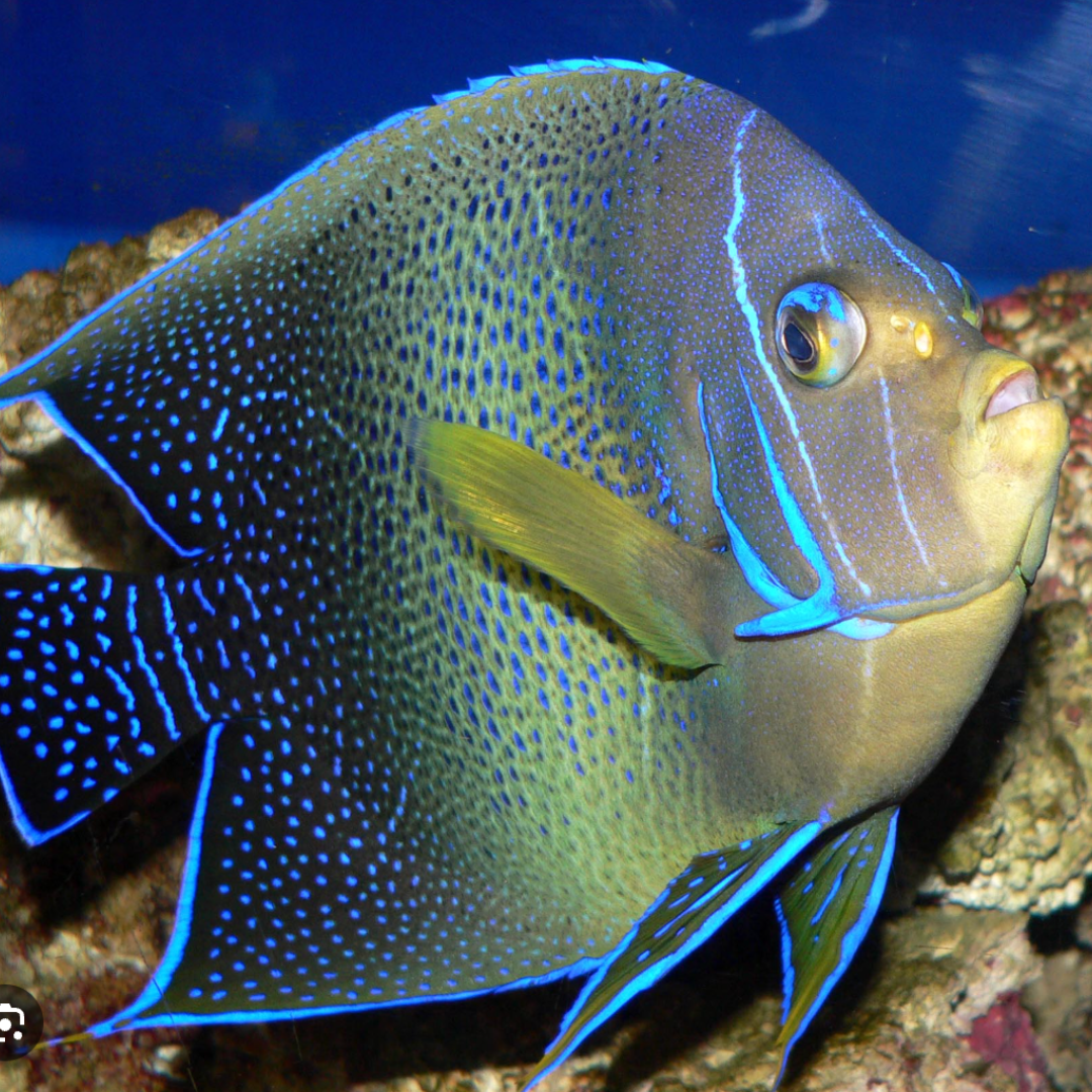 Pomancanthus Semicirculatus - Blue Koran Angel - Juvenile