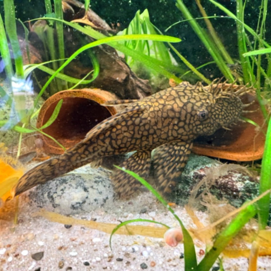 Ancistrus Sp. - Lemon Drop Bushynose Pleco.png