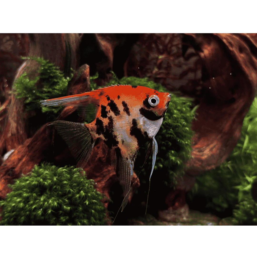 Pterophyllum Scalare - Koi Super Red Devil Angel