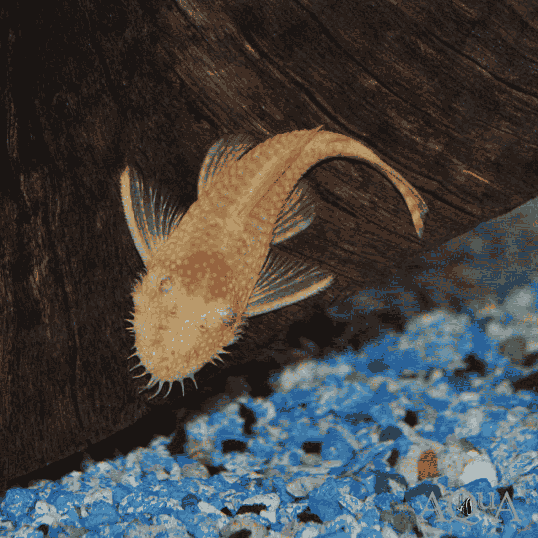 Ancistrus Tenmincki - Albino Bushynose Pleco