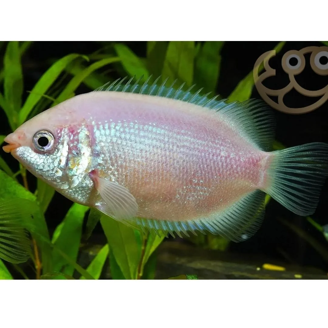 Helostomoa Temmincki - Pink Kissing Gourami.jpg