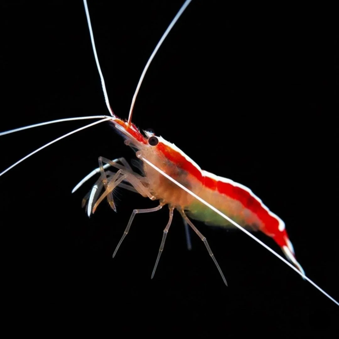 Lysmata Amboinensis - Skunk Cleaner Shrimp