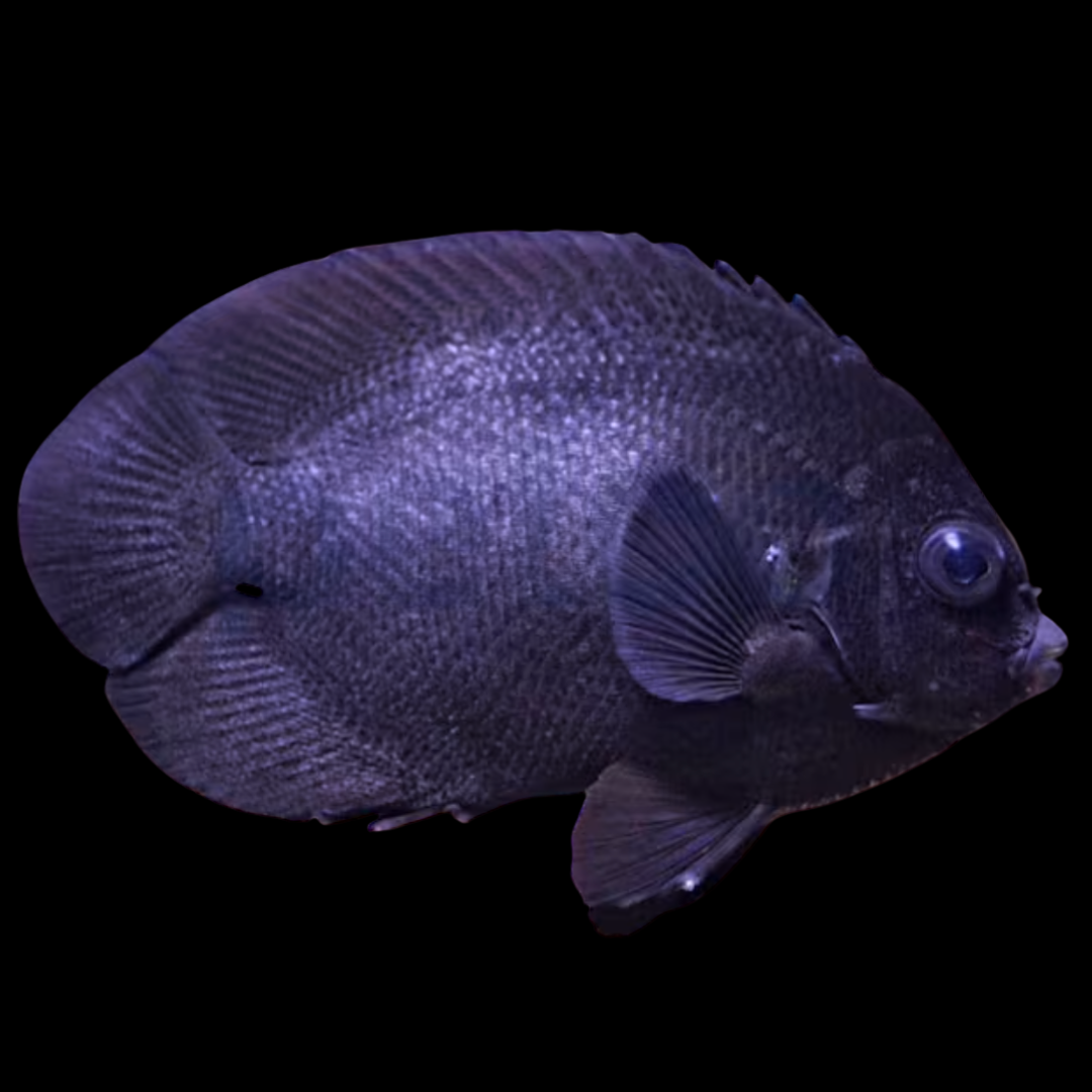 Centropyge Nox - Black Midnight Angel