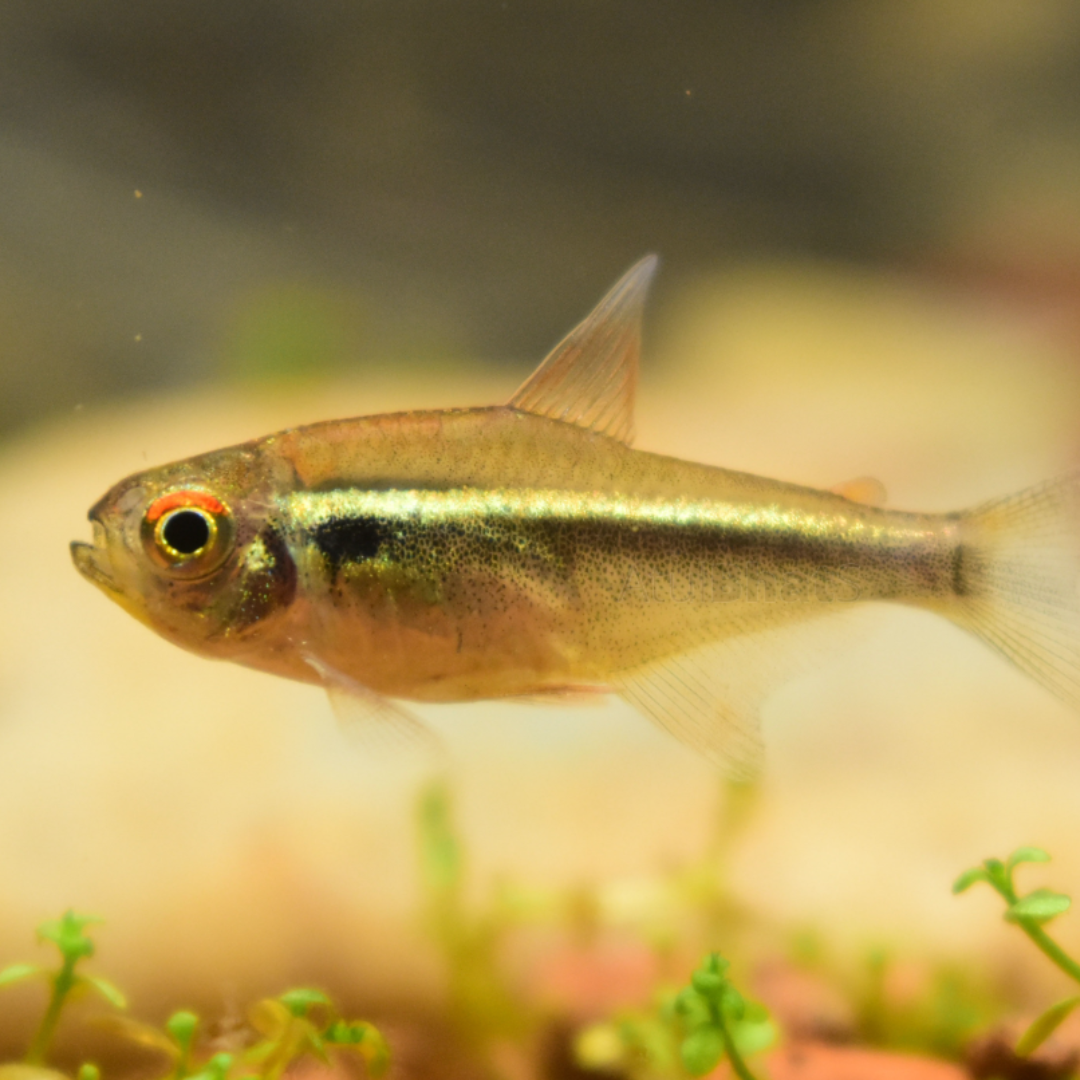 Hyphessobrycon Herbertaxelrodi - Black Neon Tetra