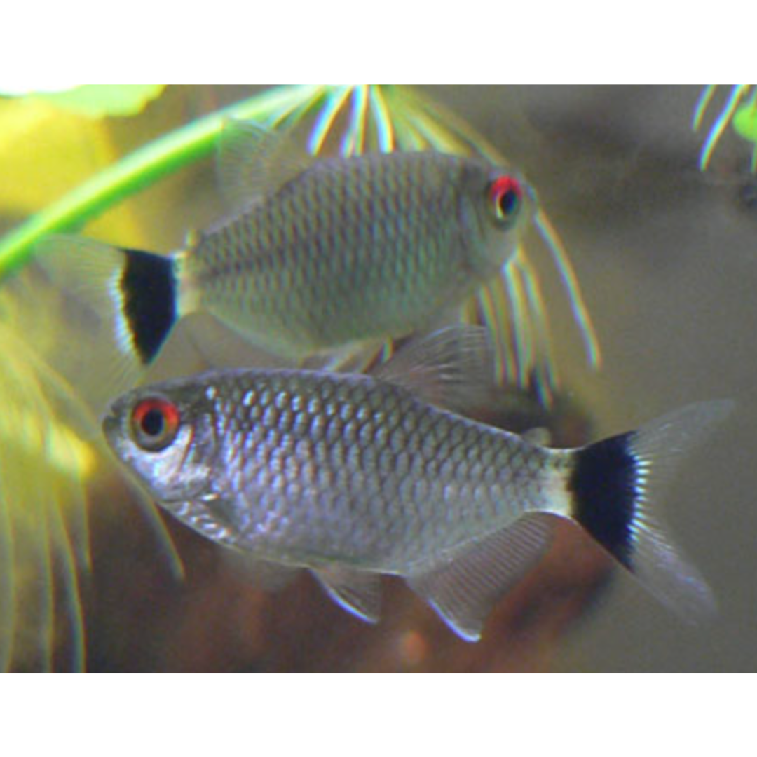 Moenkhausia Sanctaefilomenae - Red Eye Tetra