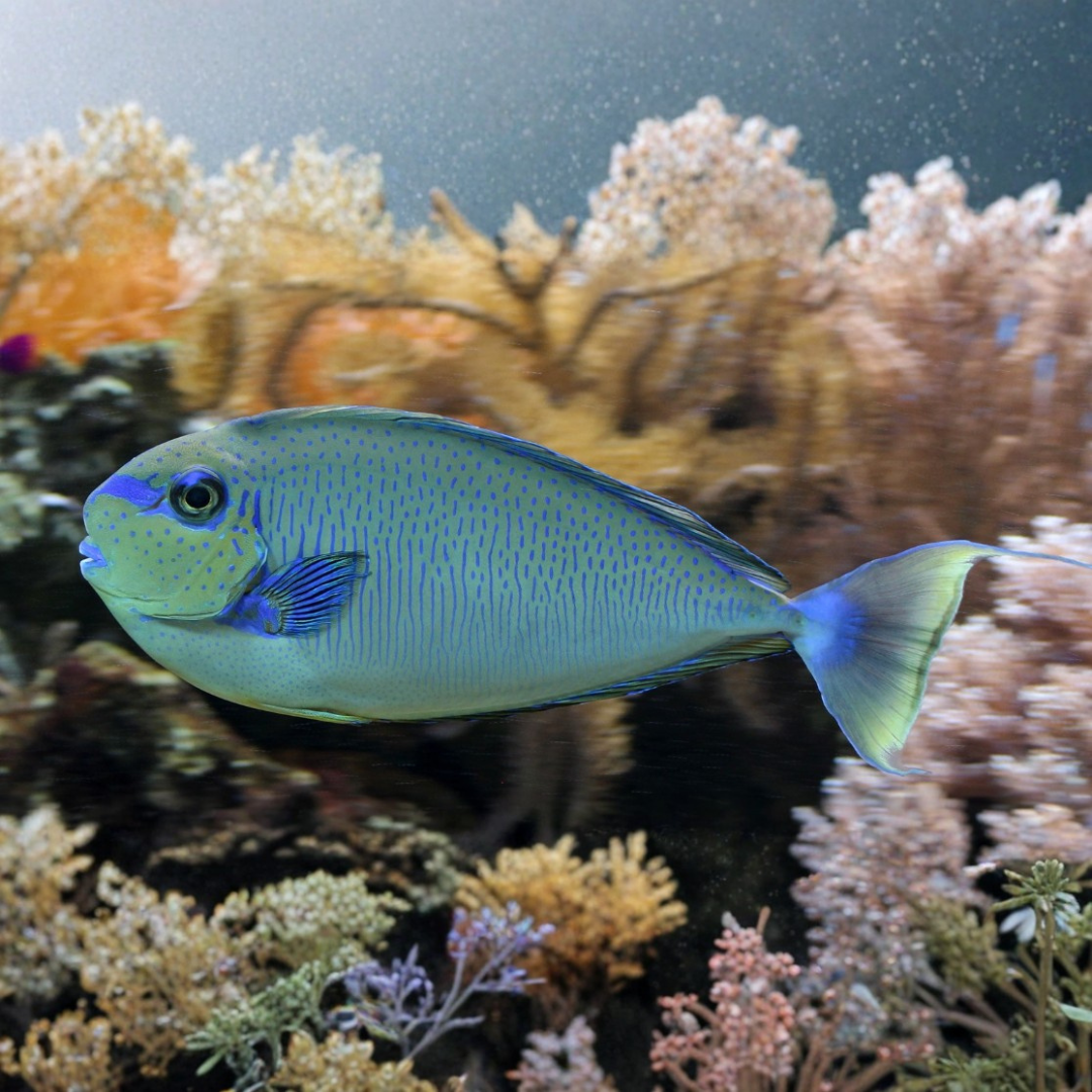 Naso Vlamingii - Vlamingii Tang.png