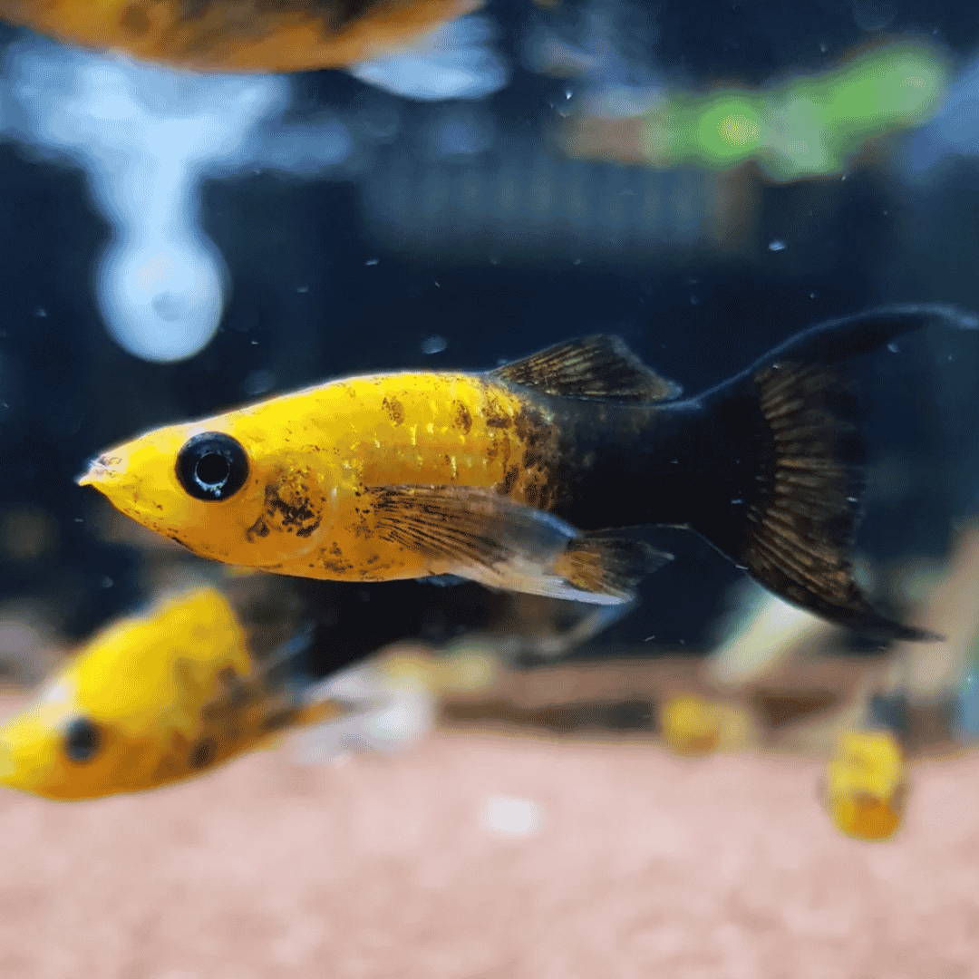 Poecilia Sphenops - Gold Molly Lyretail-2.png