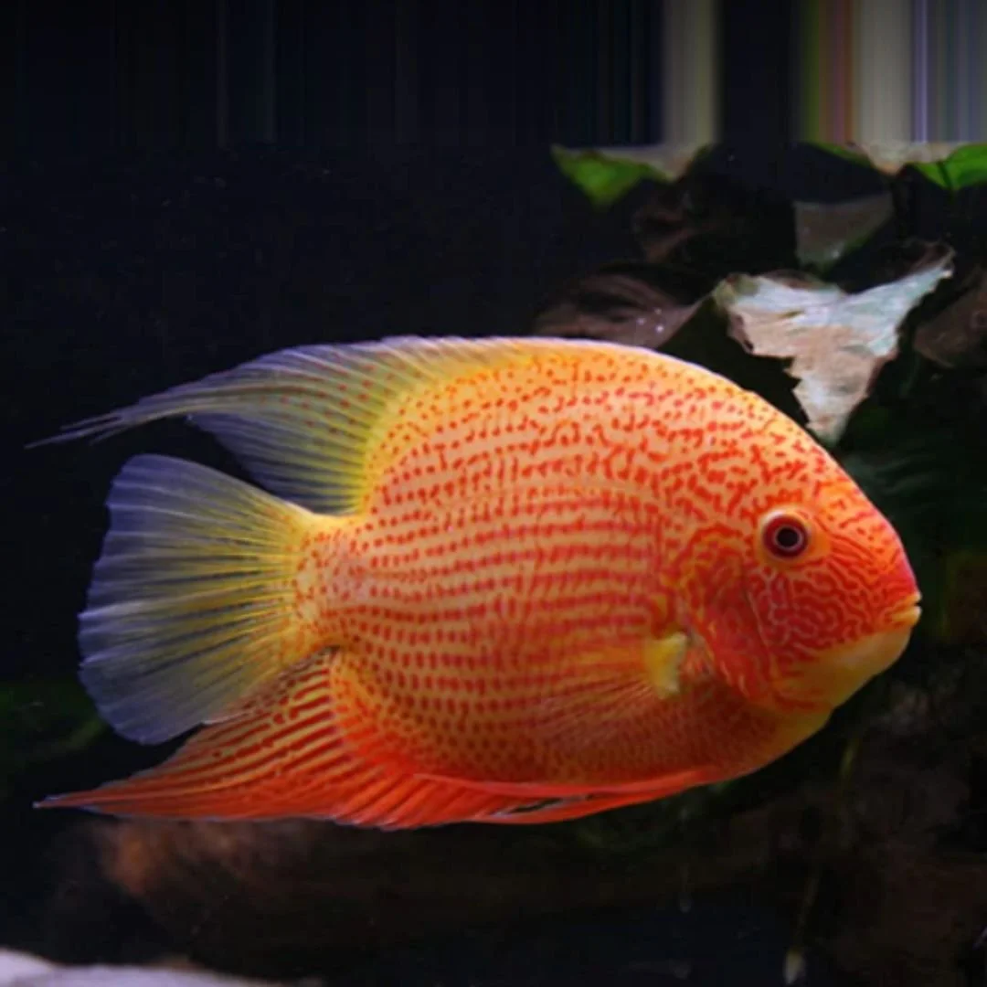 Gold Red Spotted Severum