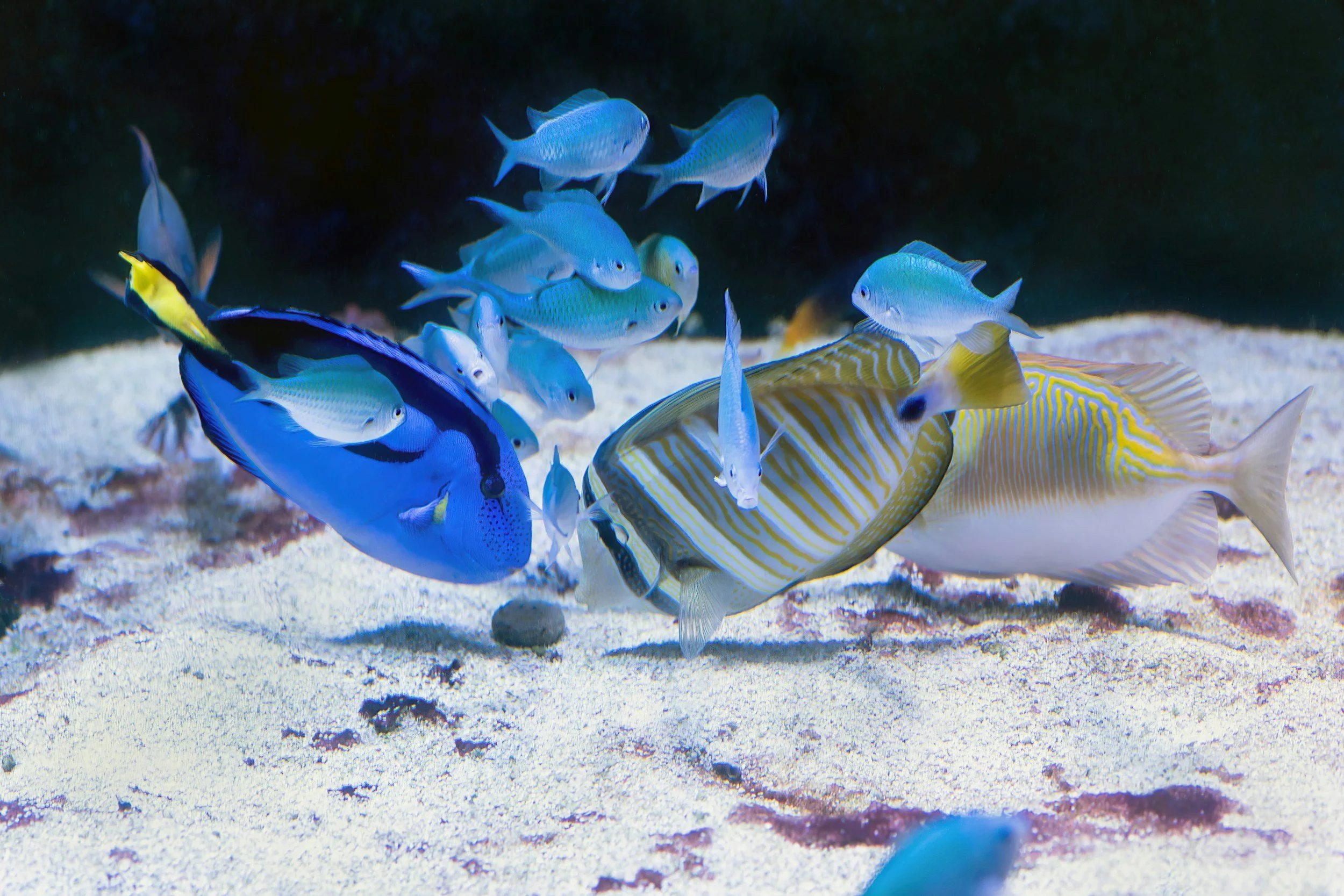 Several colorful fish swimming underwater over a sandy ocean floor