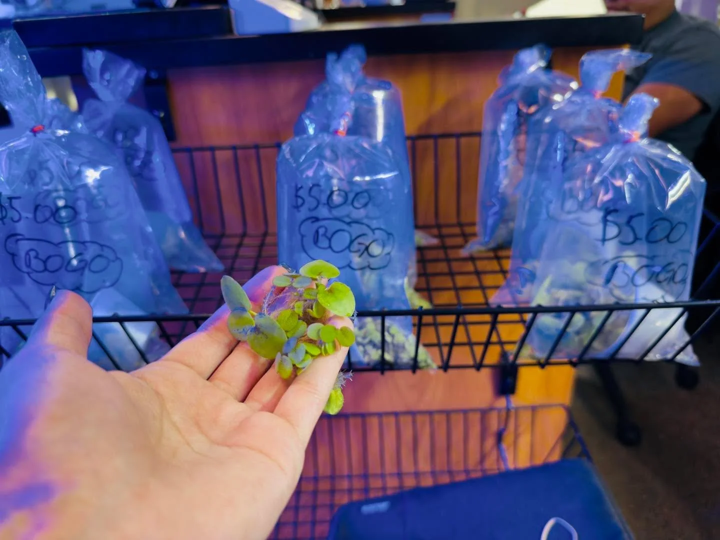 🌿 BOGO Alert at Big Fish Aquarium! 🌿
Buy one floating plant and get one FREE — the perfect way to add lush greenery and natural beauty to your aquarium! 🐠✨
Floating plants help improve water quality, provide shade, and create a serene envir