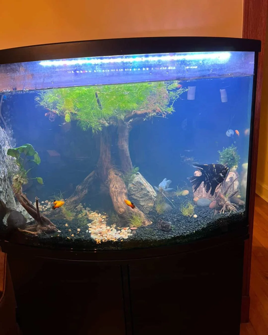 Shoutout to Jack, one of our loyal Big Fish Aquarium fam 🐟💙
He sent us a photo of his tank, and we had to share&mdash;especially because that stunning bonsai tree is his own creation. 🌳✨ The detail, the balance, the creativity&hellip; this is the 