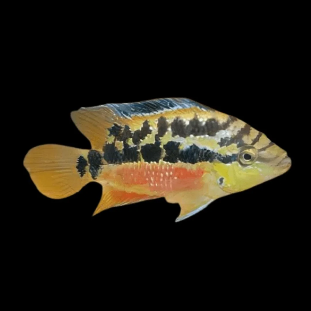 Trichromis Salvini - Salvini Cichlid