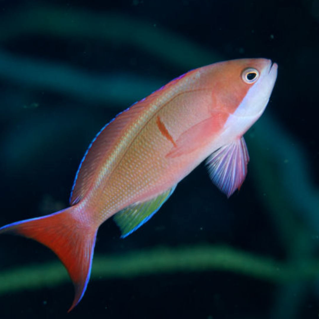 Pseudanthias Cooperi - Red Bar Anthias