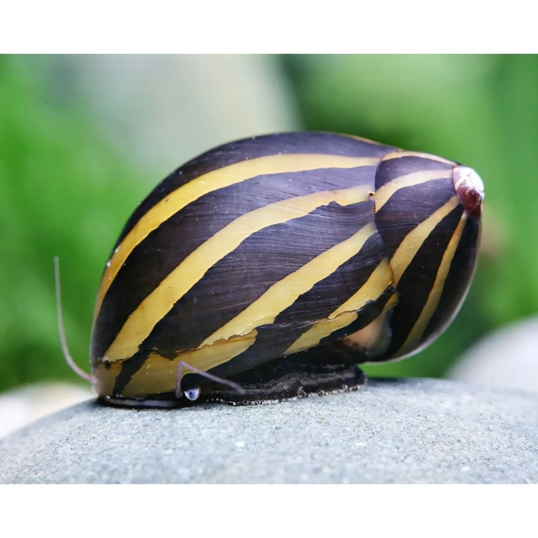 Neritina Turrita - Zebra Nerite Snail single snail.jpg