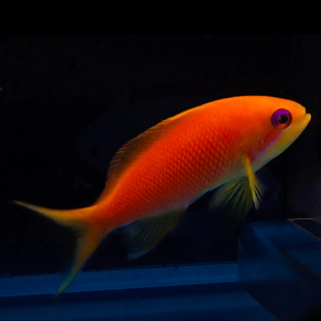 Pseudanthias Squamipinnis - Lyretail Anthias I.O. (Orange)- Female