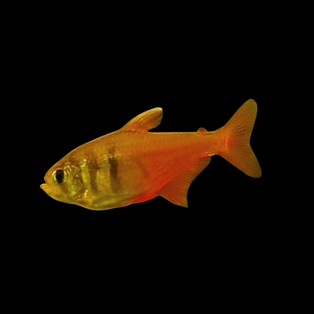 Hyphessobrycon Flammeus - Von Rio Flame Tetra