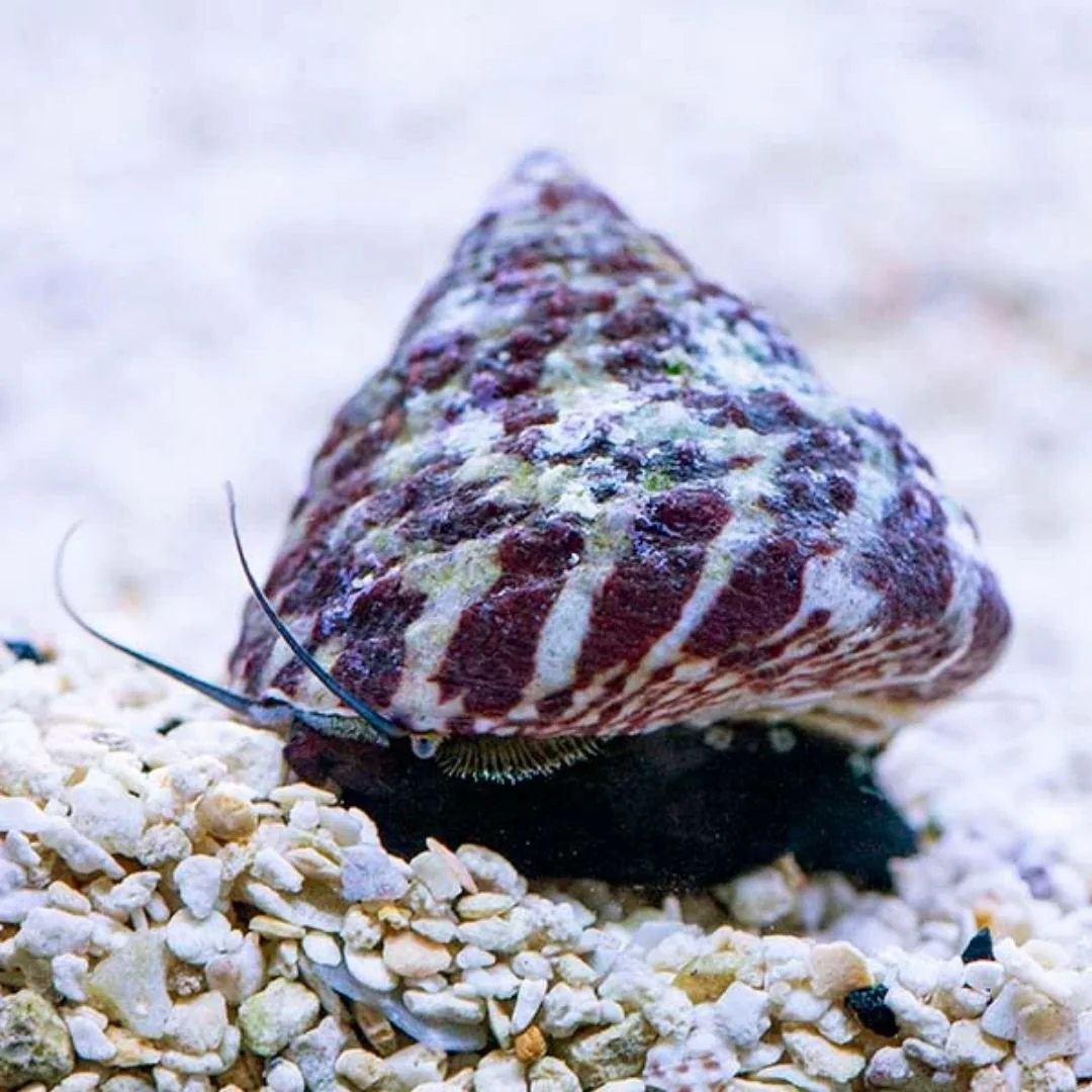 Trochus Histiro - Banded Turbo Snail