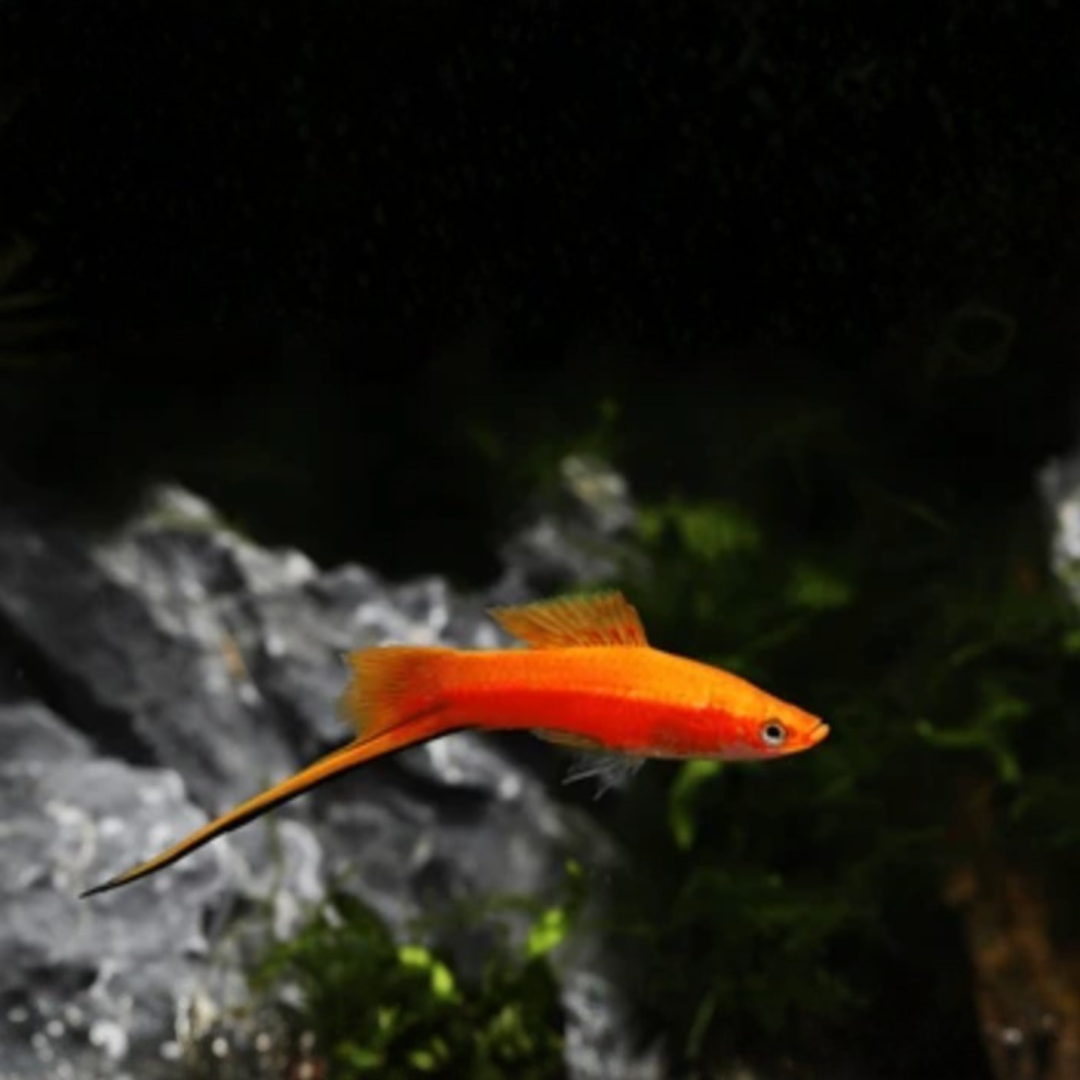 Xiphophorus Helleri - Red Swordtail.png