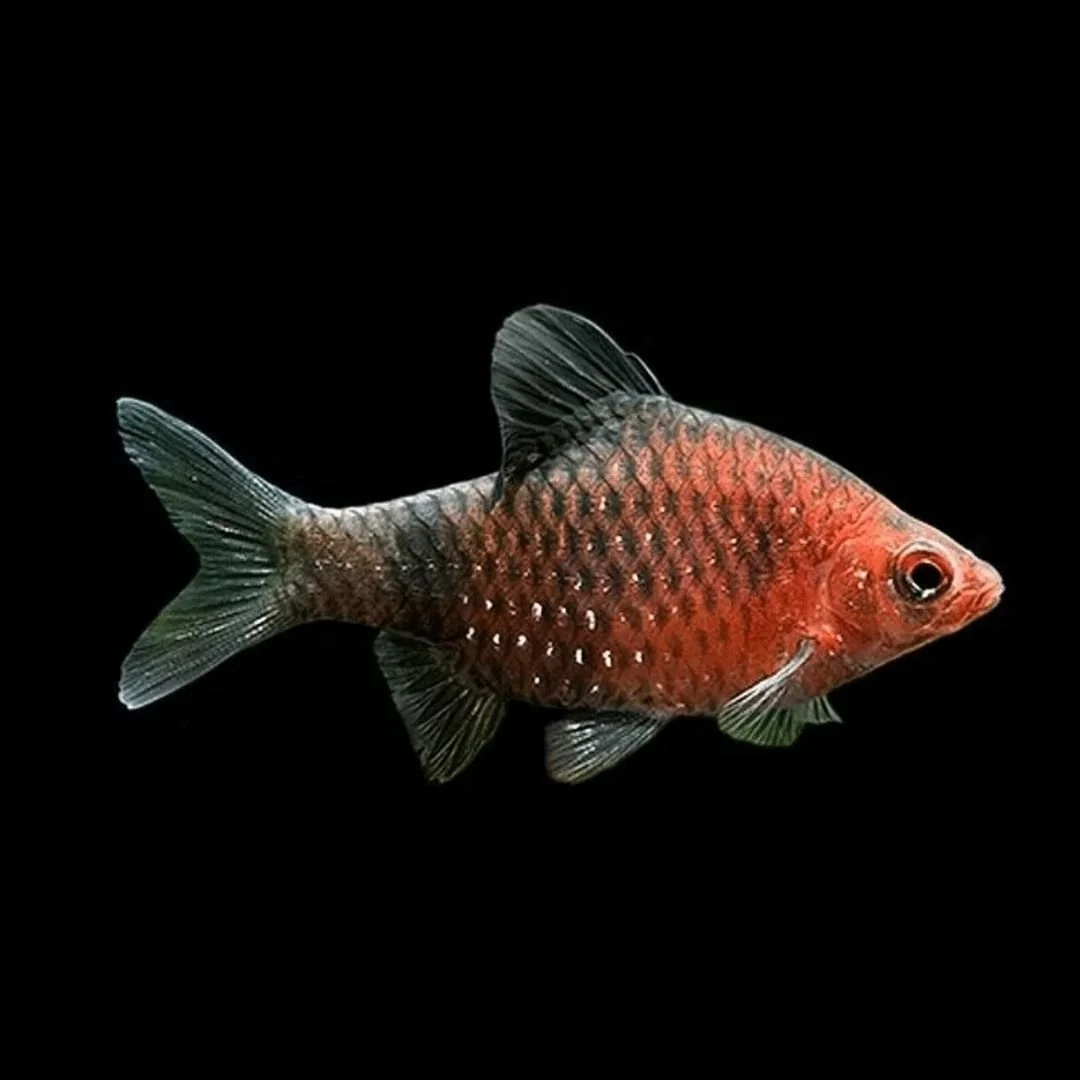 Pethia Nigrofasciatus - Black Ruby Barb.jpg