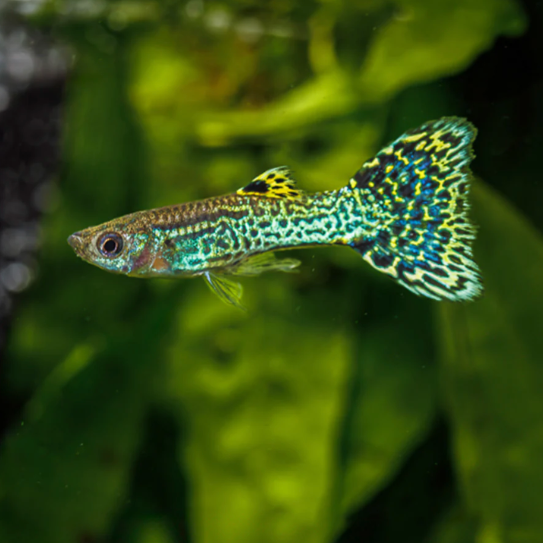 Green Cobra Guppy