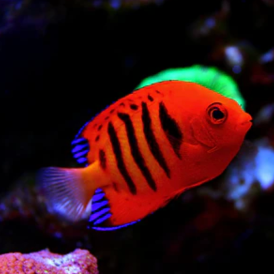 Centropyge Loricula - Flame Angel