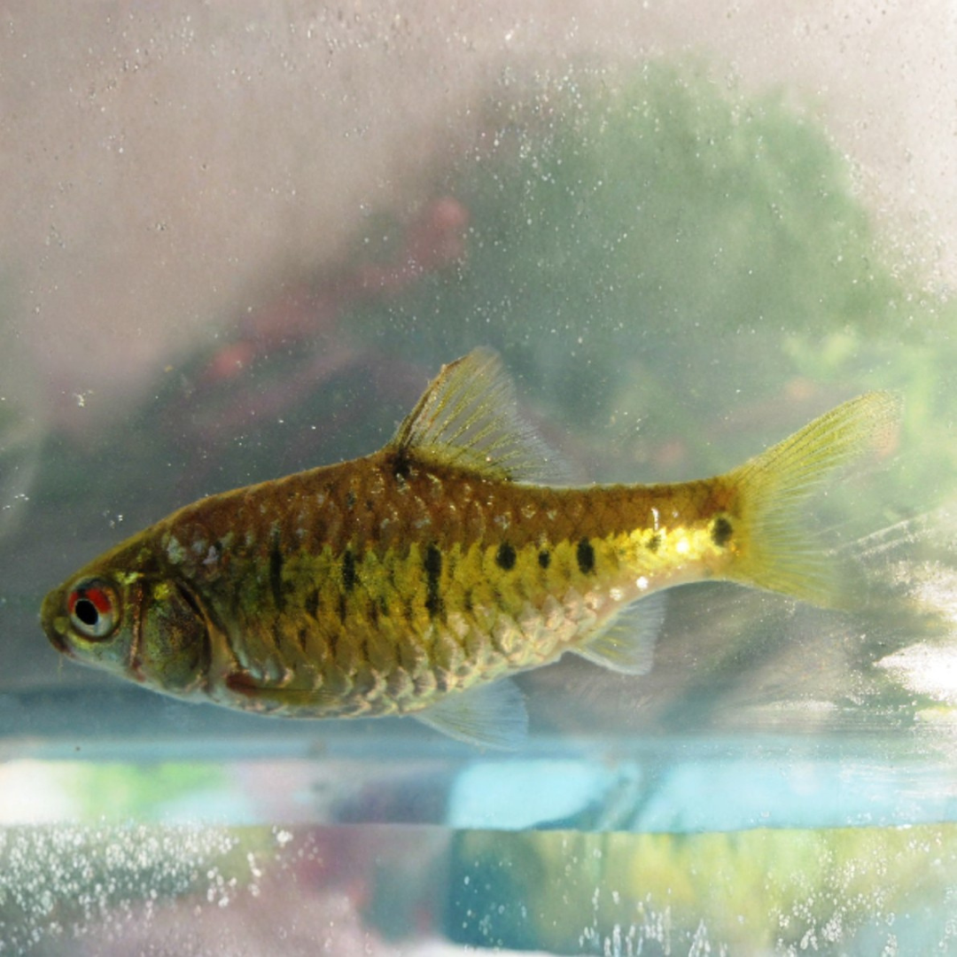 Capoeta Semifasciolatus Sp. - Golden Barb
