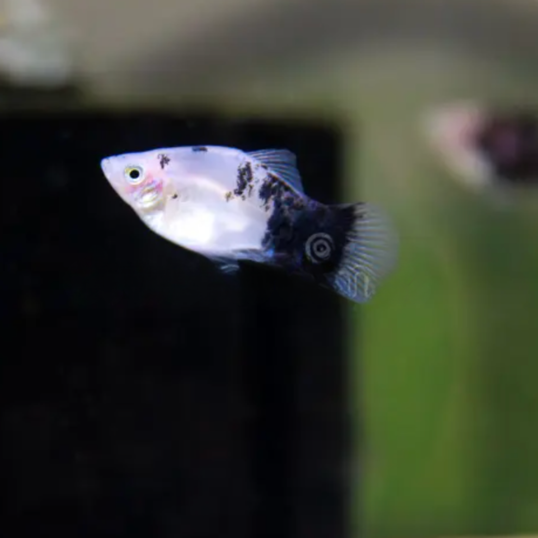 Xiphophorus Maculatus - Platy Panda.png