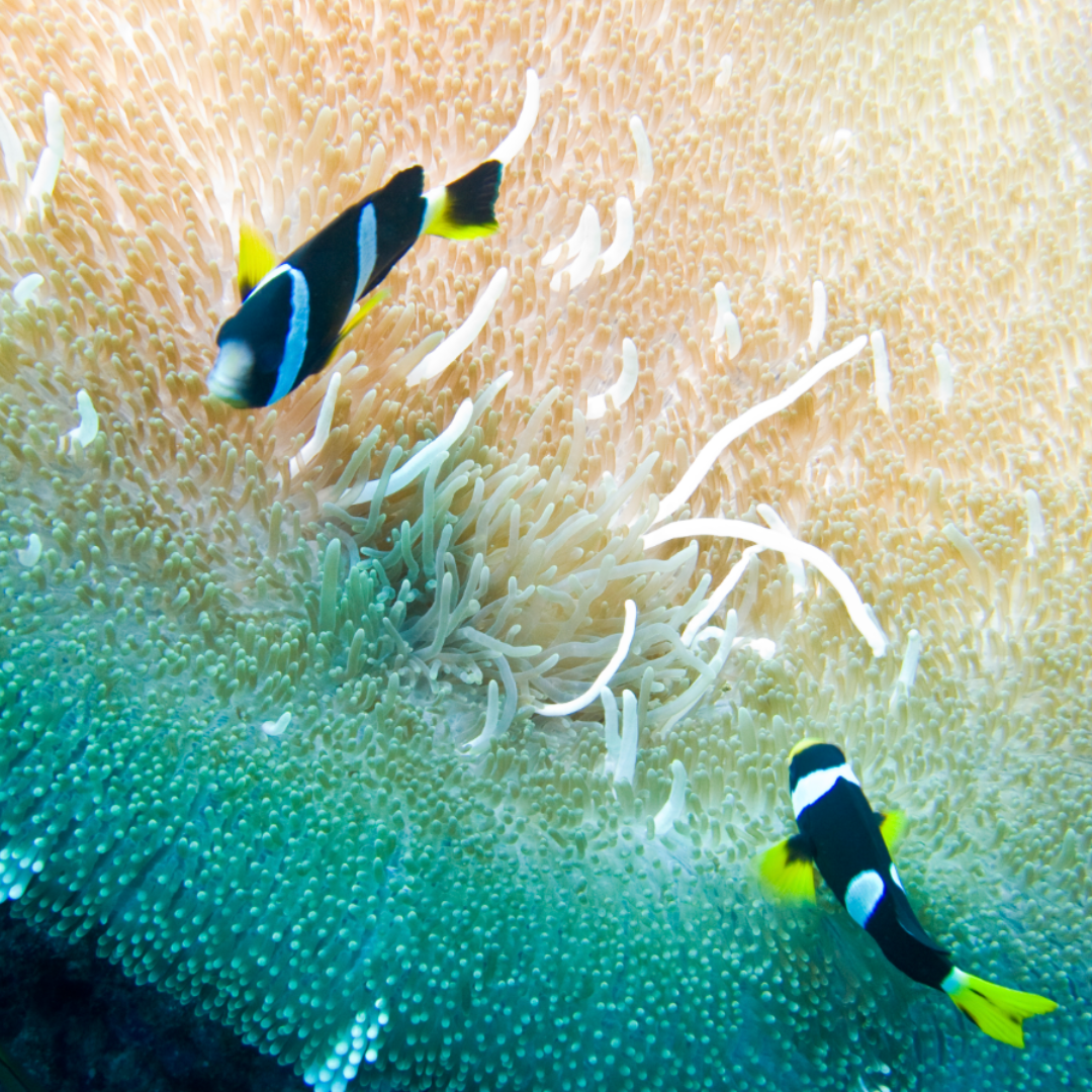Amphiprion Sebae - African Clown