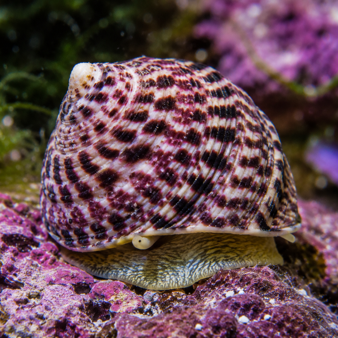 Gibbula Umbilicalis - Margarita Snail