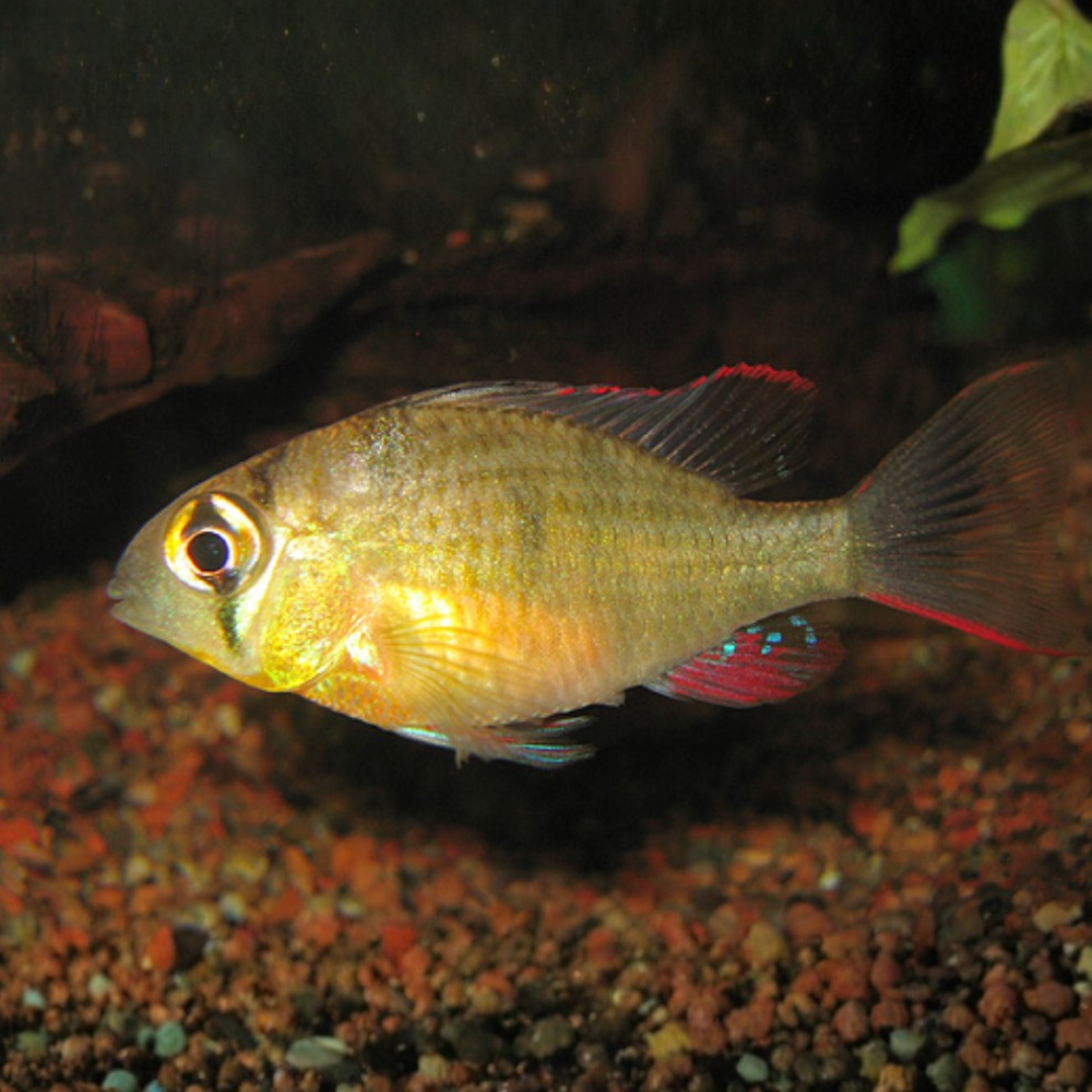Mikrogeophagus Altispinosus - Bolivian Ram