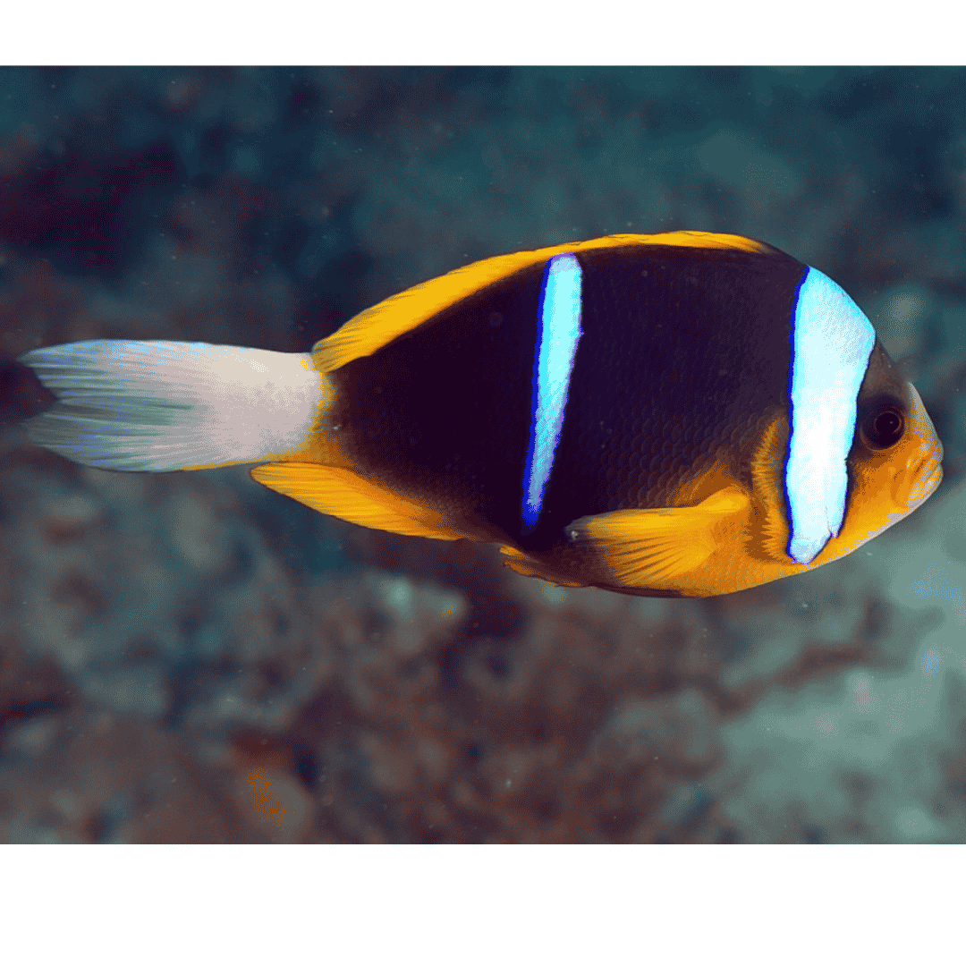 Amphiprion Allardi - Allard's Clownfish