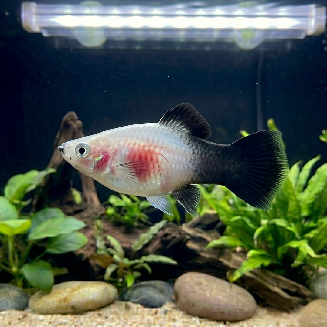 Xiphophorus Maculatus - Platy Bleeding Heart.png