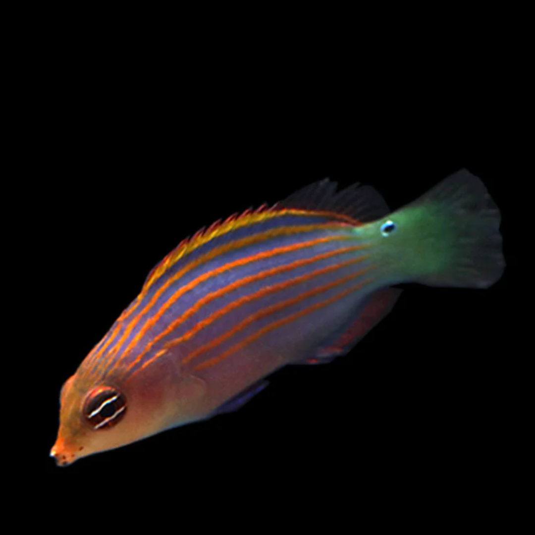 Pseudocheilinus Hexataenia - Six-Line Wrasse