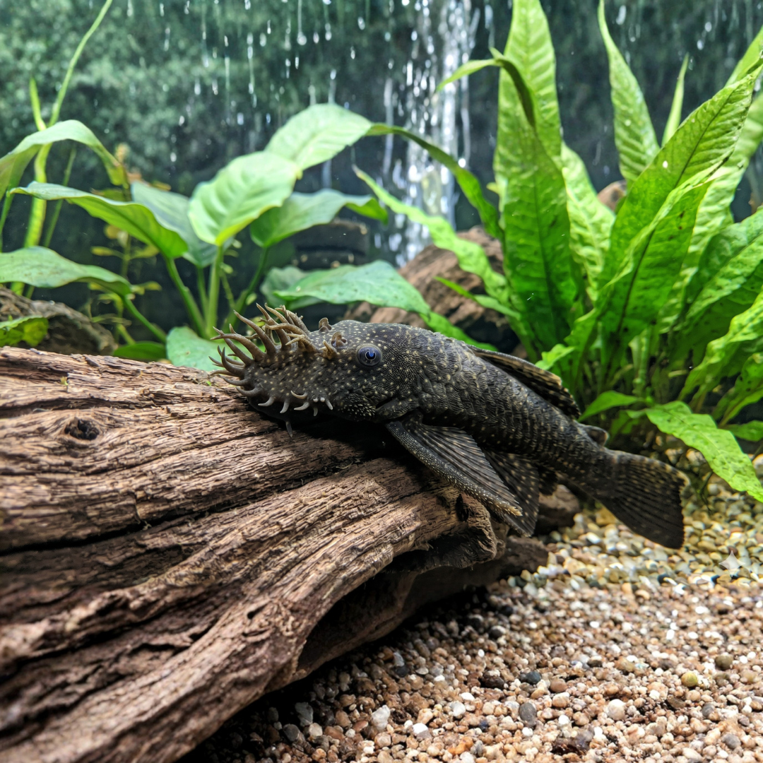 Ancistrus Tenmincki - Black Bushynose Pleco.png
