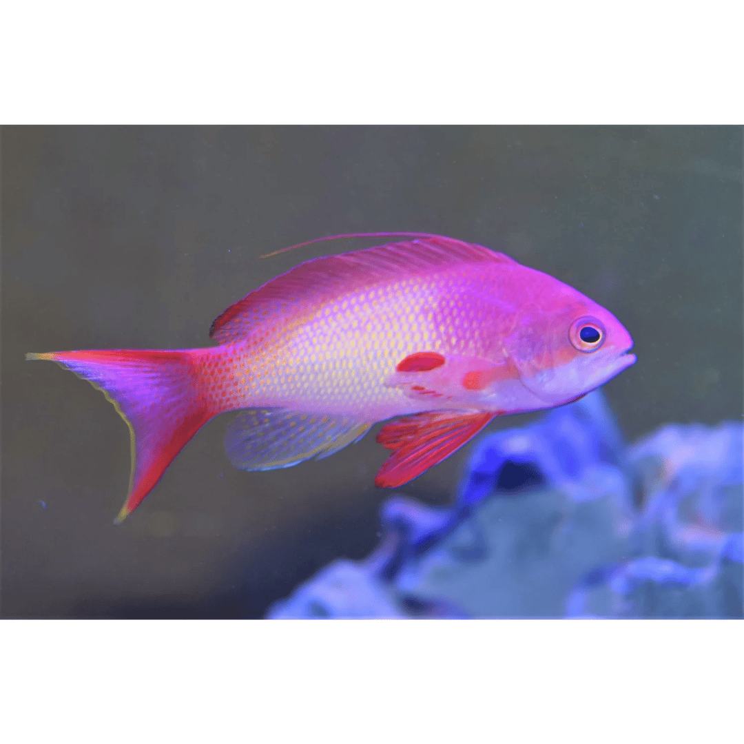 Pseudanthias Squamipinnis - Lyretail Anthias (Pink) - Female
