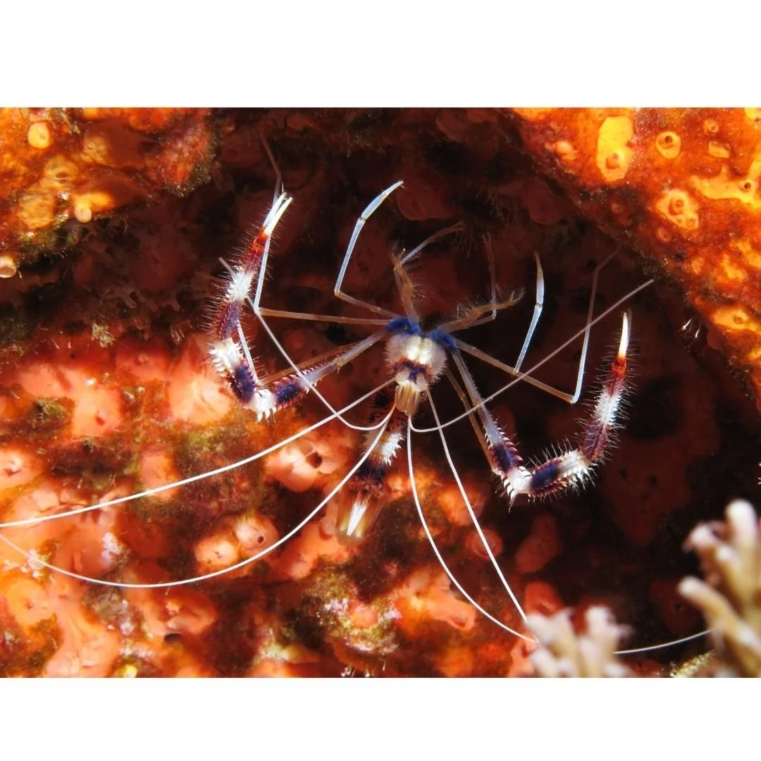 Stenopus Hispidus - Coral Banded Shrimp