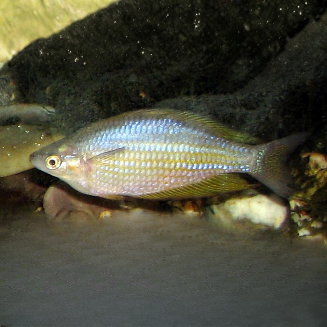 Melanotaenia Splendida- Deep Water Creek Rainbows