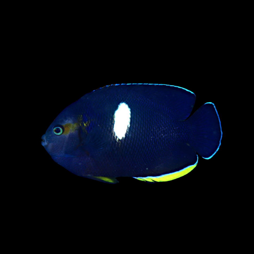 Centropyge Flavicauda - Royal Blue Pygmy Angelfish